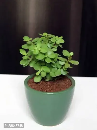 Platone Jade Plant BGHYTR