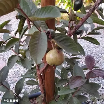 Platone Guava Plant EE11