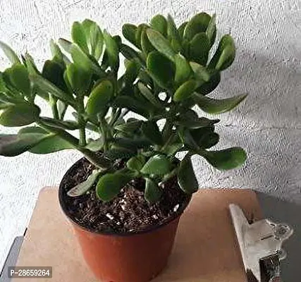 Platone Jade Plant Jade Plant