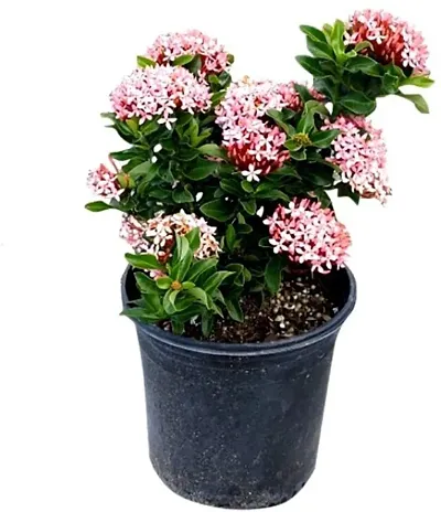 Limited Stock!! Plant & Planters 