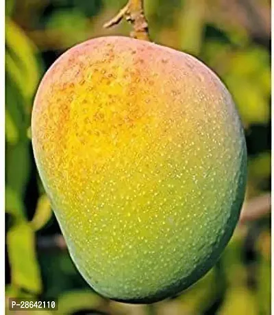 Platone Mango Plant FFC1 Grafted Mango tree-thumb0