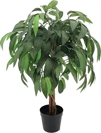 Platone Mango Plant mango plant 31-thumb2