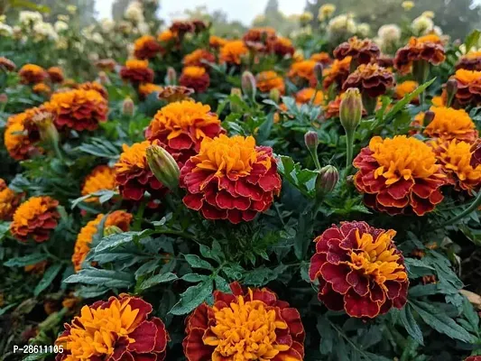 Platone Marigold Plant BALUB-780-thumb0