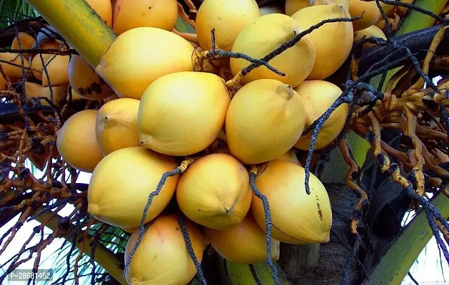 Platone Coconut Plant Coconut Yellow Malayan Live Plant Kerala Coconut Tree Plant