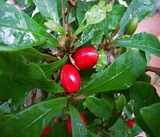 Platone Berry Plant Safeda Miracle FruitPlant For Outdoor Garden-thumb2