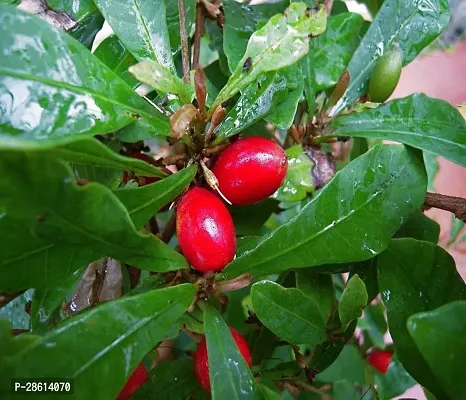 Platone Berry Plant Safeda Miracle FruitPlant For Outdoor Garden-thumb3