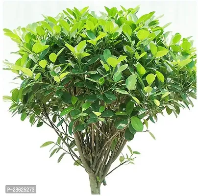 Platone Ficus Plant ficus32