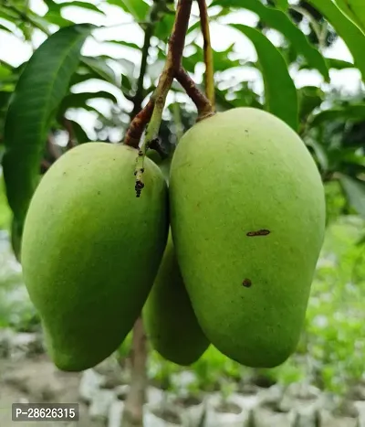 Platone Mango Plant All Time Katimon Mango Plant-am04