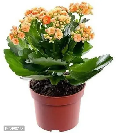 Platone Kalanchoe Plant Kalanchoe Plant YELLOW FLOWER-thumb0