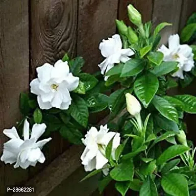 Platone Night Bloom Jasmine Plant GardeniaCape JasmineGandhraj Live 1 Healthy Live Plant With Plastic Bags