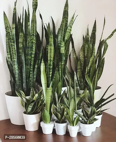 Platone Snake Plant Saraswati Gardens Plant Air Purifier Plant Indoor Plant 1 Healthy Live Plant With Plastic Bag-thumb0