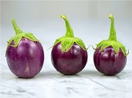 Platone Brinjal bdwp125-thumb2