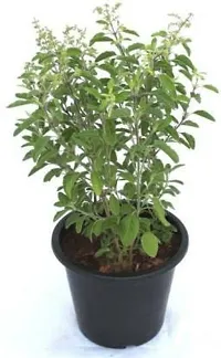 Platone Tulsi Plant tulsi_plant-thumb1