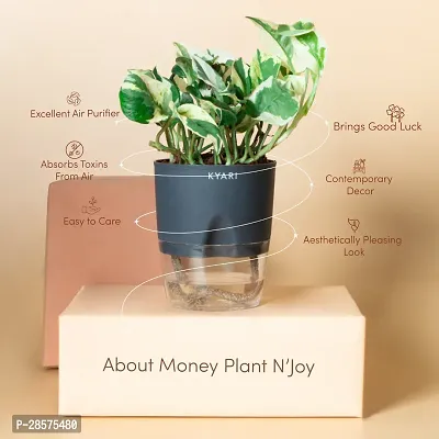 Platone Money Plant Live Money Plant NJoy | Grey Self-Watering Pot | Pothos | Marble Prince Decor-thumb2