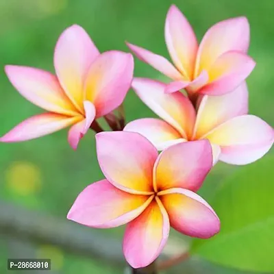 Platone Plumeria Plant Plumeria Flower PlantP05-thumb0