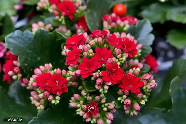 Platone Kalanchoe Plant RED KALANCHOE PLANT