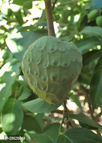 Platone Rare Cherimoya Fruit Exotic Seedling Live Plant PLANT-CHERIMOYA2