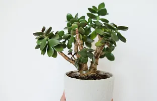 Platone Jade Plant JADE PLANT R88 B-thumb1