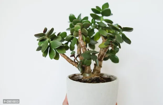 Platone Jade Plant JADE PLANT R88 B-thumb2