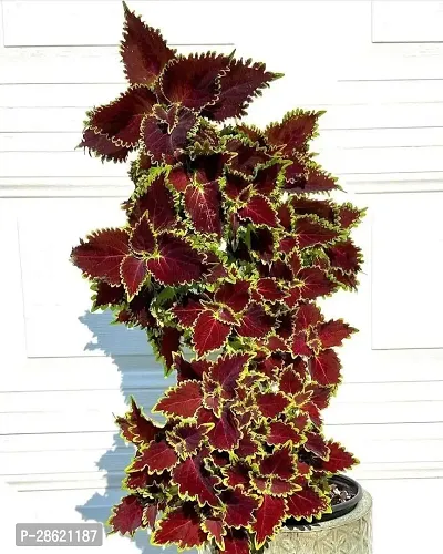 Platone Coleus Plant Coleusplant-thumb0