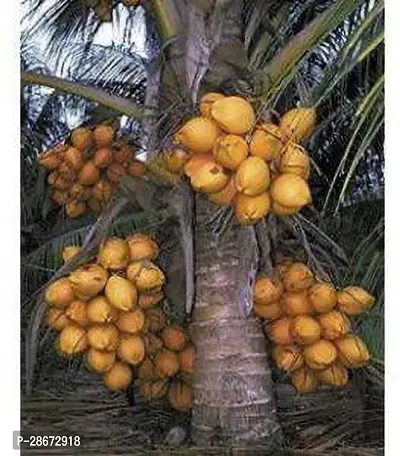 Platone Coconut Plant eecc01