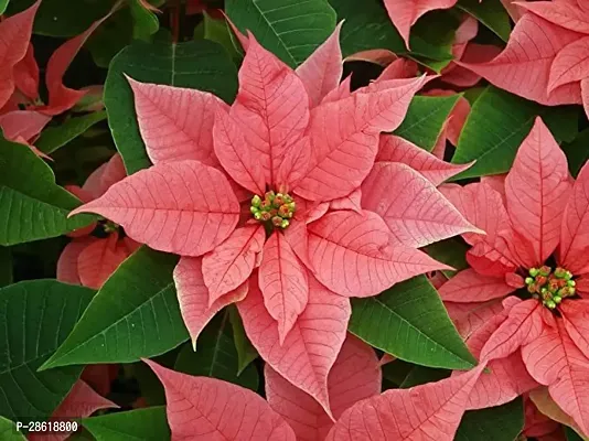 Platone Poinsettia Plant poinsettia63