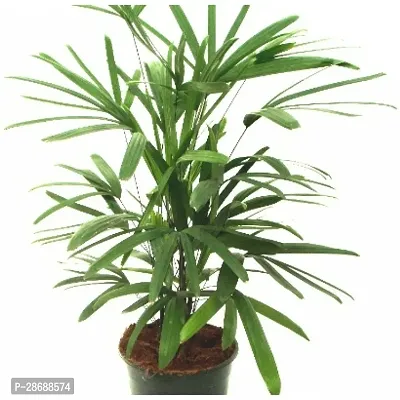 Platone Raphis Palm Plant plm098