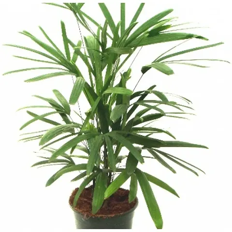 Hot Selling Plant & Planters 