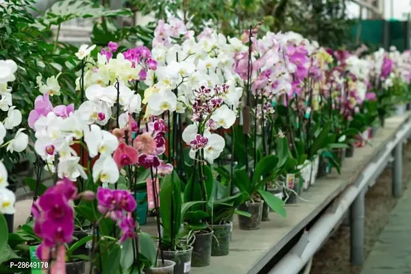 Platone Orchid Plant orcid