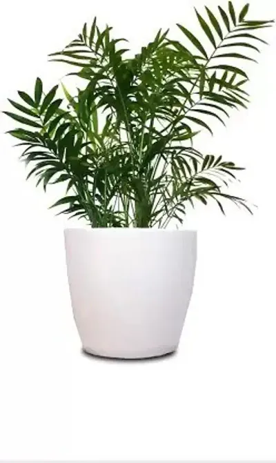 Must Have Plant & Planters 