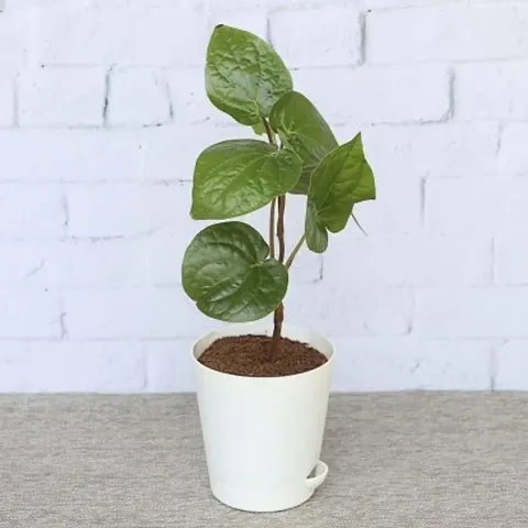 New Arrival Plant & Planters 