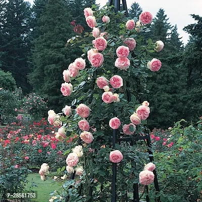 Platone Rose Plant Pink White Climbing Rose Plant Perennial Flower Garden Decor Home 1 Grafted Live Plant-thumb2