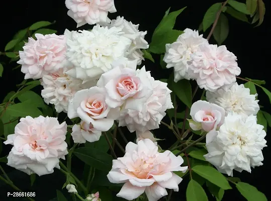 Platone Rose Plant white hajary rose plant