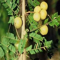 Platone Amla Plant AmlaAmloki Fruit Plant-thumb1