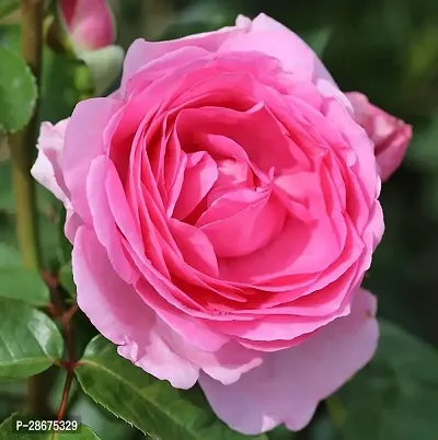 Platone Rose Plant Hybrid All Season Live Rose PlantCF056-thumb0