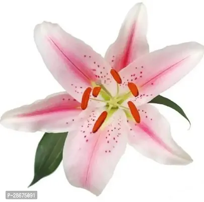 Platone Lily Plant Sr_Lily bulbs24-thumb0