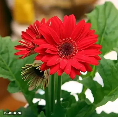 Platone Gerbera Plant Gerbera Flower Plant-thumb0