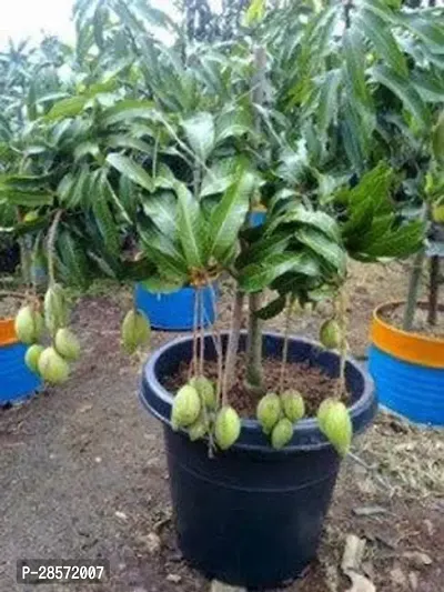 Platone Mango Plant Amrapali Mango Live Plant.-thumb0