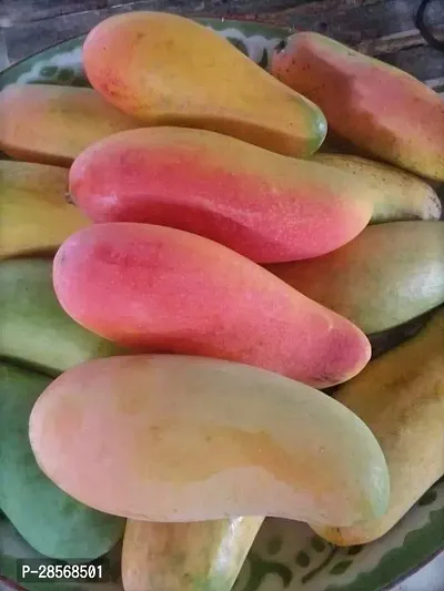 Platone Rose Plant Hybrid Thai Banana Shaped Mango Grafted Live Plant. Thai1-thumb0