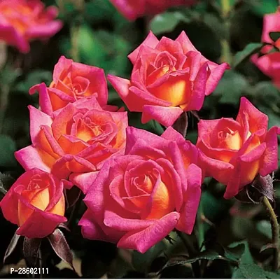 Platone Rose Plant Plant Rose (Pink Yellow) - Plant Plant Mini rose Perfect plant for outdoor garden and sunny balcony-thumb0