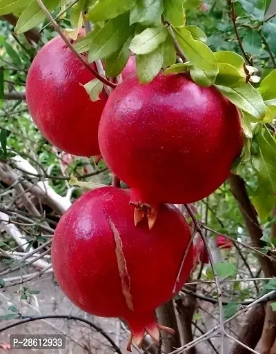 Platone Pomegranate Plant Pomegranate plant LIVE-thumb0