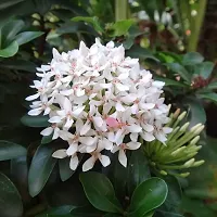 Platone Trothic IxoraChethi Plant White Ixora-thumb1