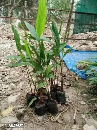 Platone ElaichiCardamom Plant Cardamom Elaichi Plant (choti elaichi ka podha) live Plant-thumb0