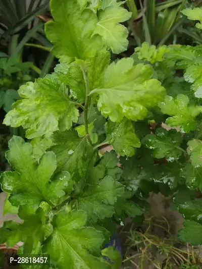 Platone Tulsi Plant tulasi plant