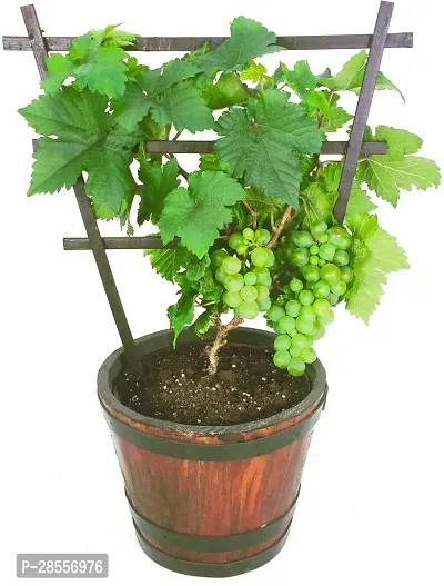 Platone Grapes Plant Grapes Frut Plants-thumb0