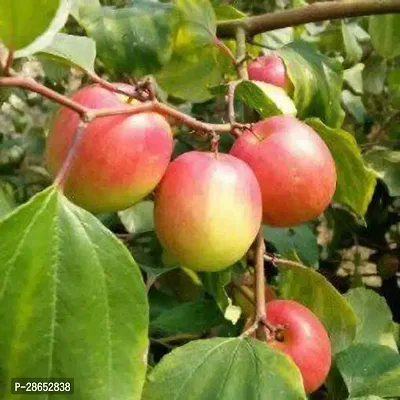 Platone Ber Apple Plant Kashmiri Red Apple Ber Plant CF055