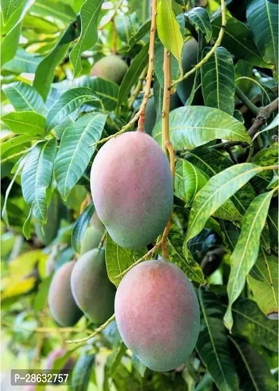 Platone Mango Plant MANGO_JAPANESE_VARIETY_246-thumb0