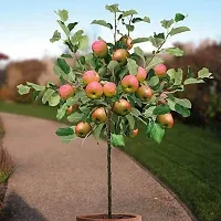 Platone Apple Plant APPLE PLANT EER5-thumb2