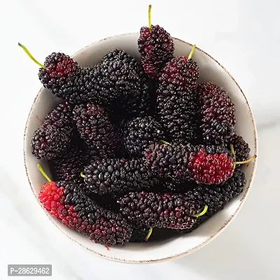 Platone ShahtootMulberry Plant Mulberry Fruit Plants