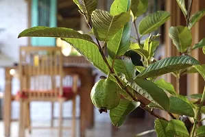 Platone Guava Plant GUAVA PLANT O159-thumb2